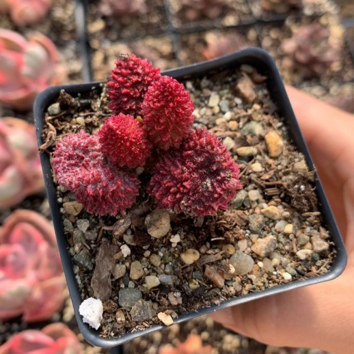 planta suculenta vermelha