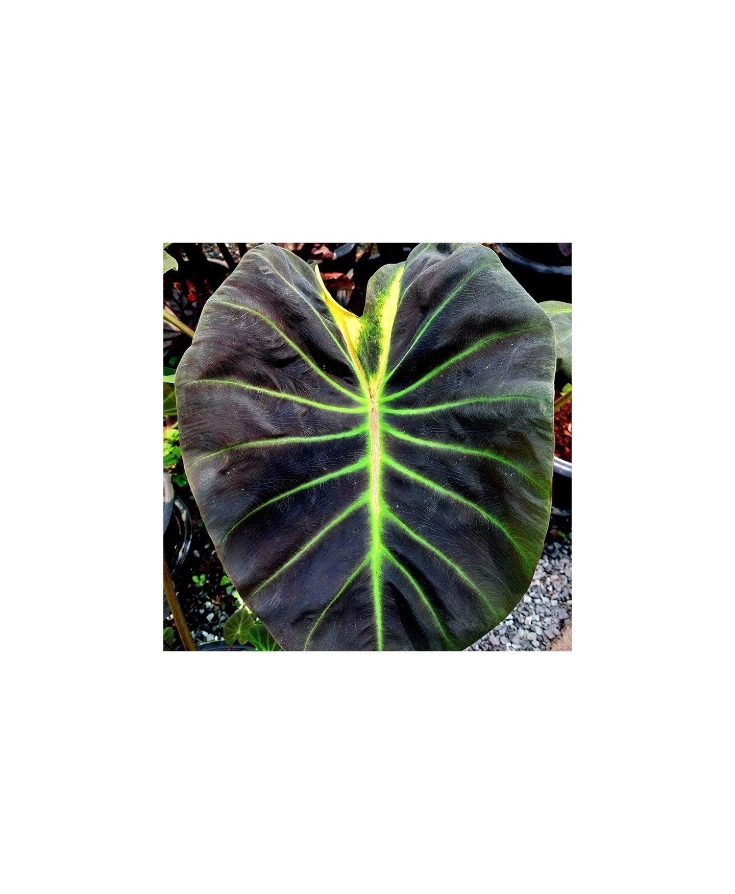 preço de planta colocasia