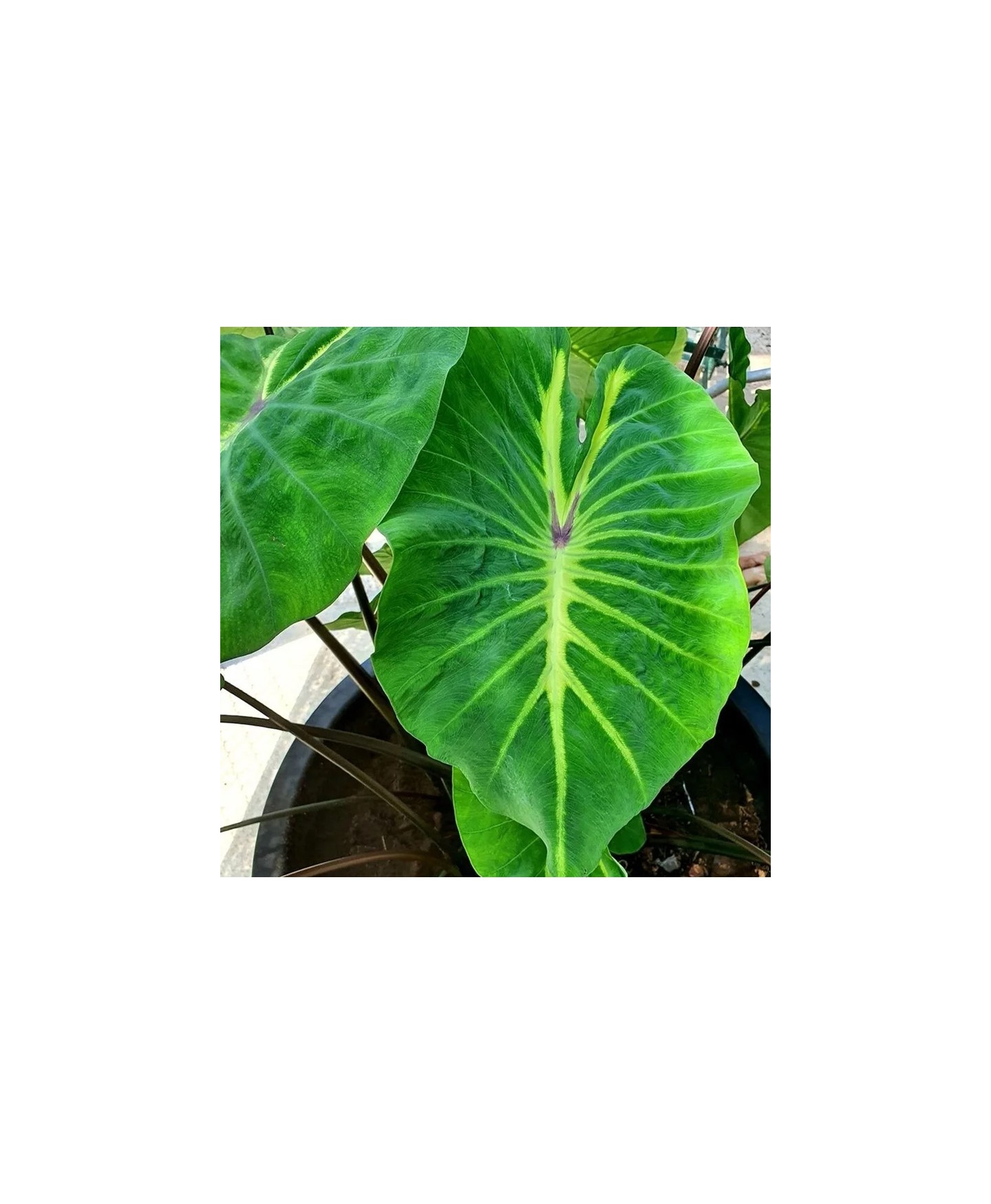 valor de colocasia rara