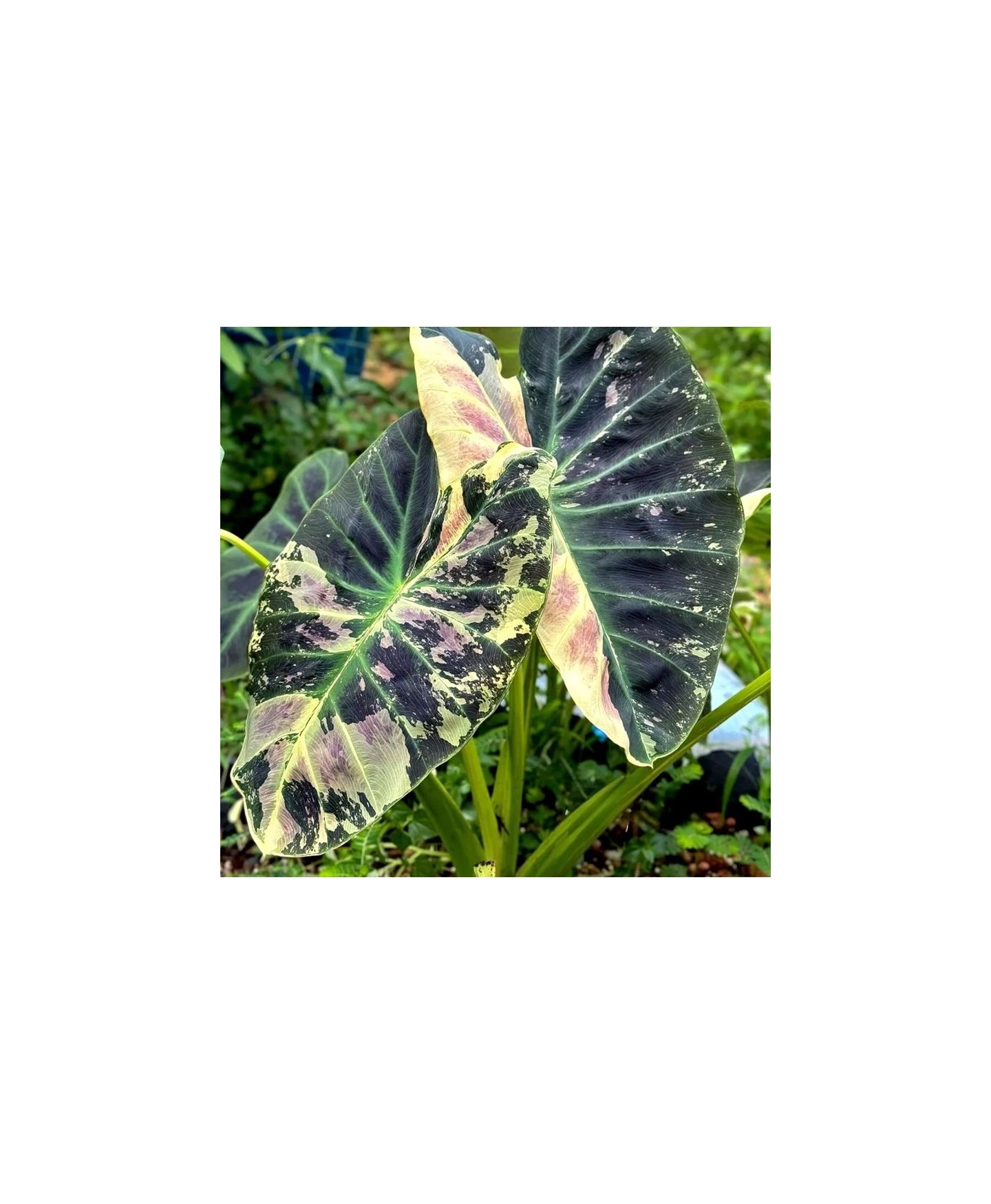 colocasia rosa