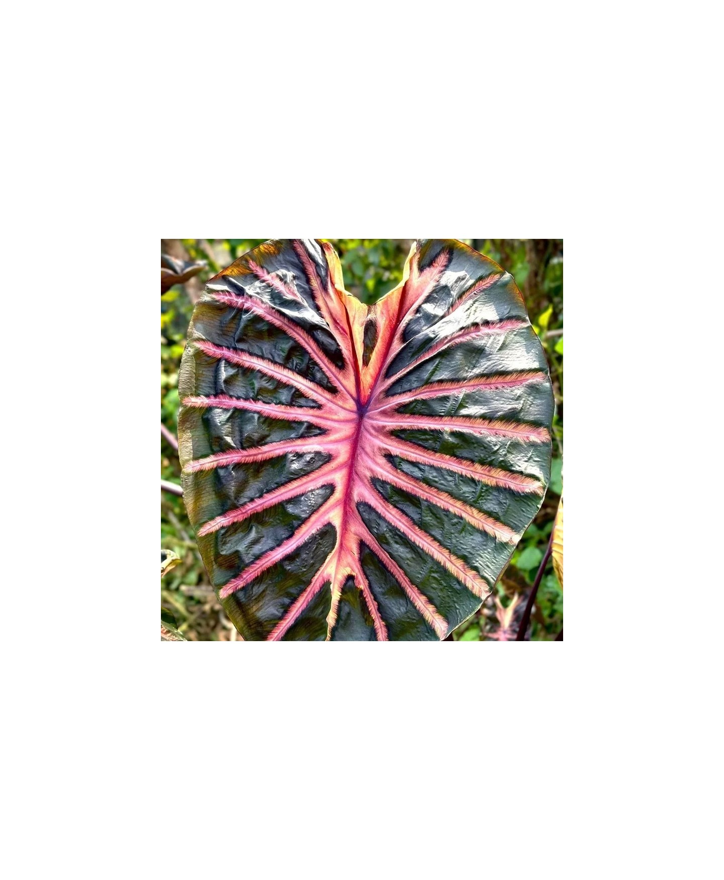comprar colocasia rosa