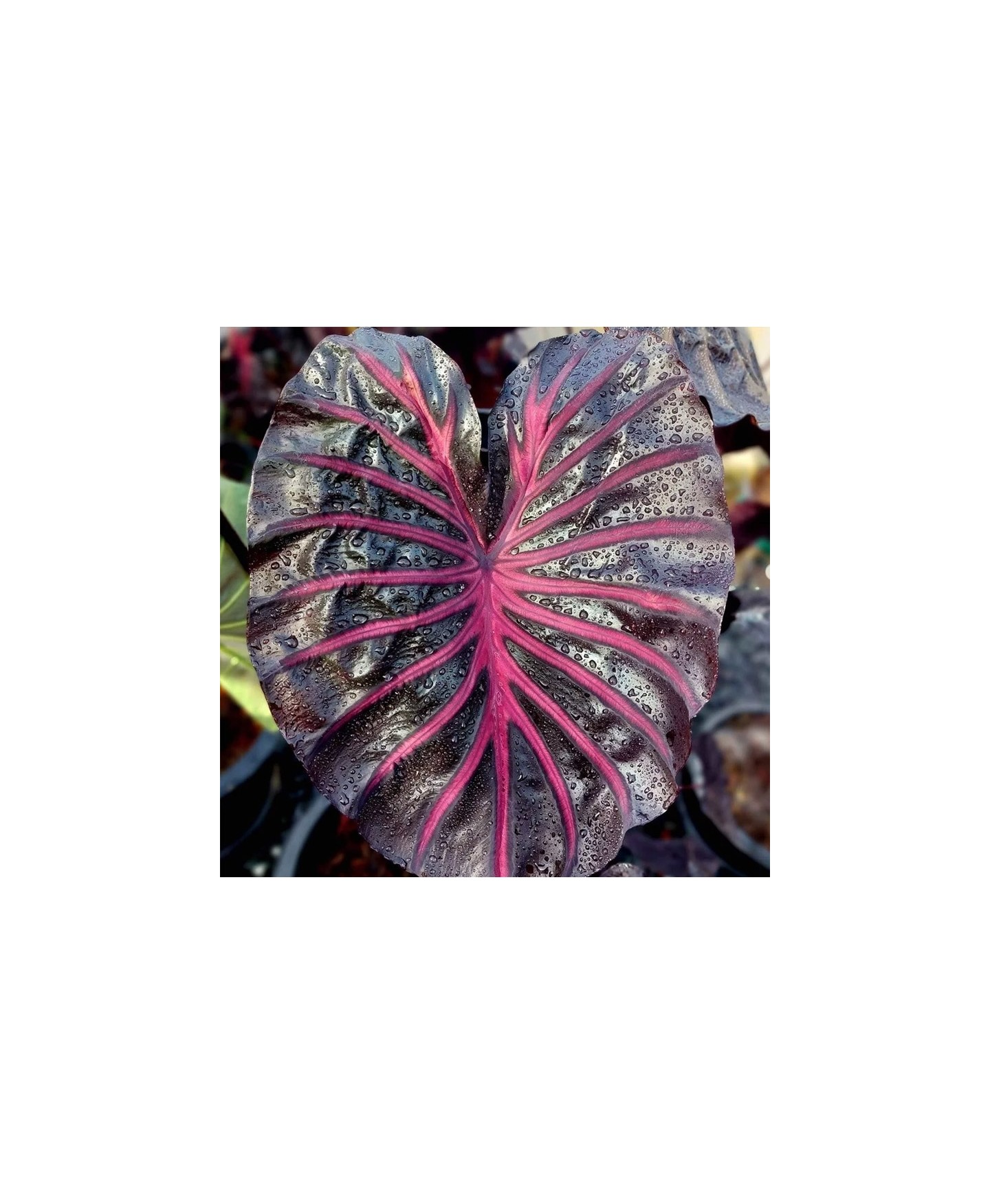 colocasia pink dragon