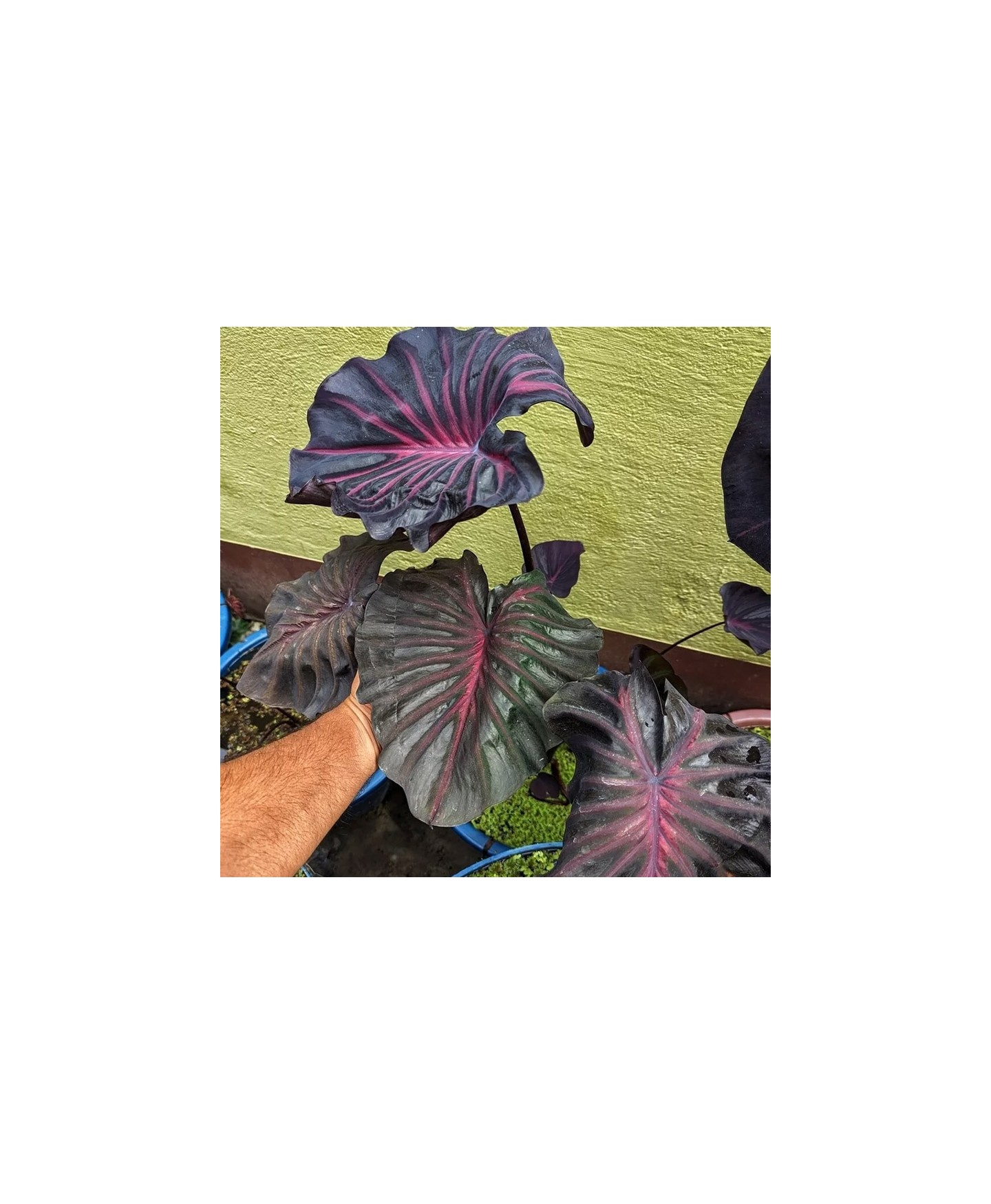 Muda de Colocasia Pink Scale – Raridade Exótica para Seu Jardim!
