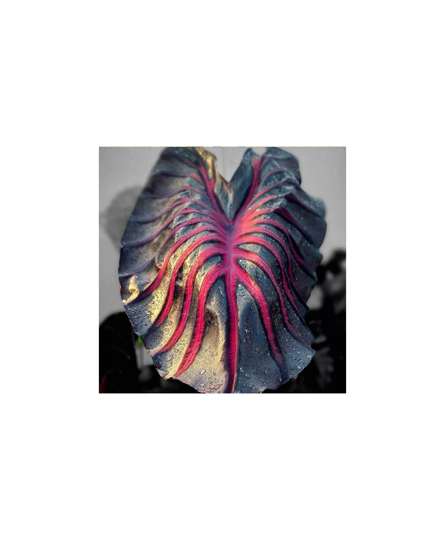 Muda de Colocasia Pink Scale – Raridade Exótica para Seu Jardim!