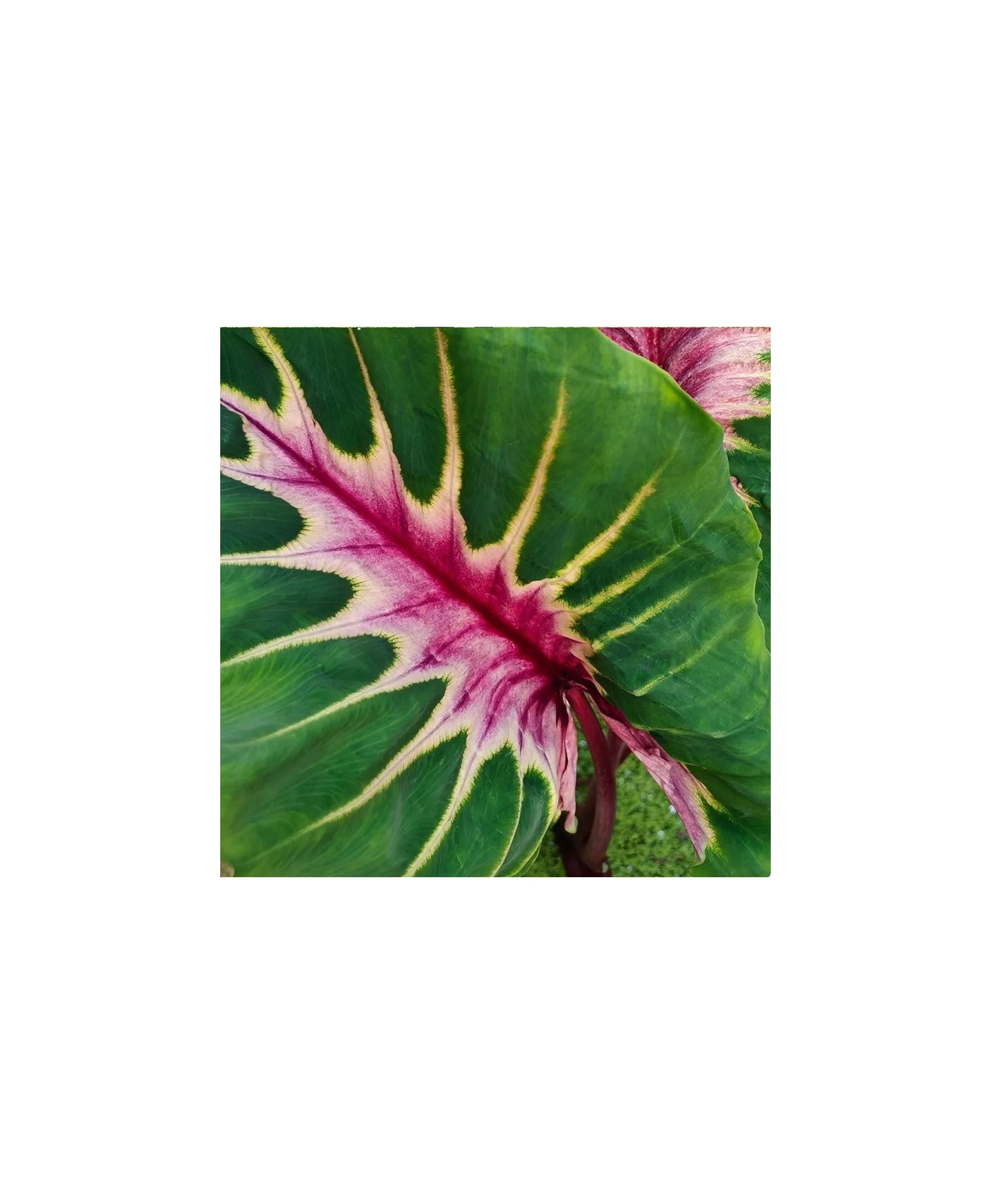 comprar colocasia raridade