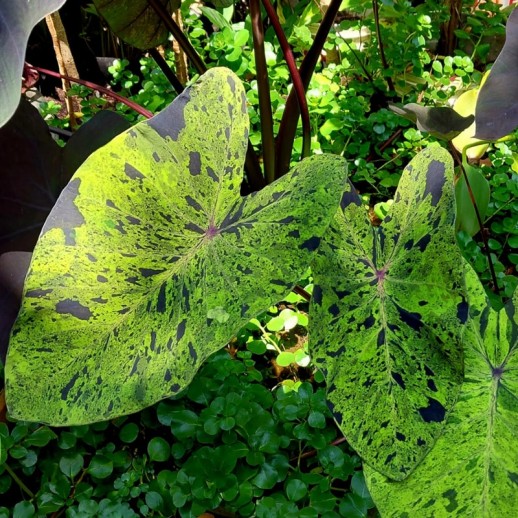 comprar muda de planta colocasia mojito