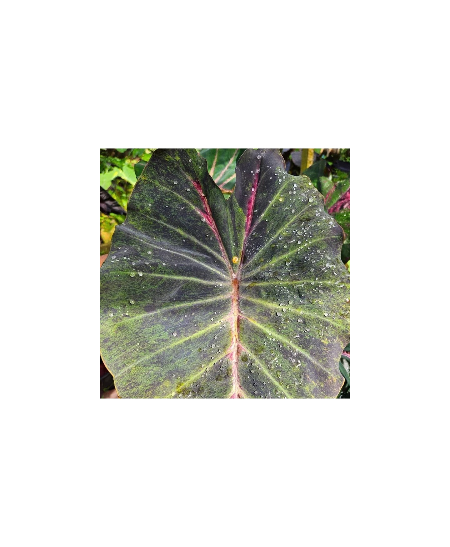 comprar muda de colocasia rara