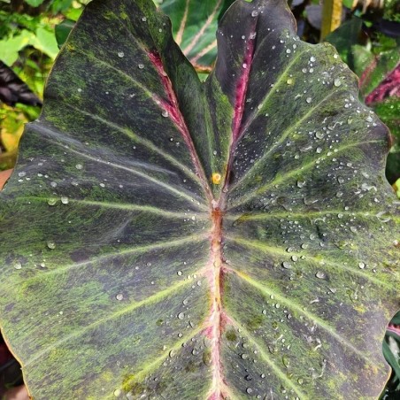 comprar muda de colocasia rara