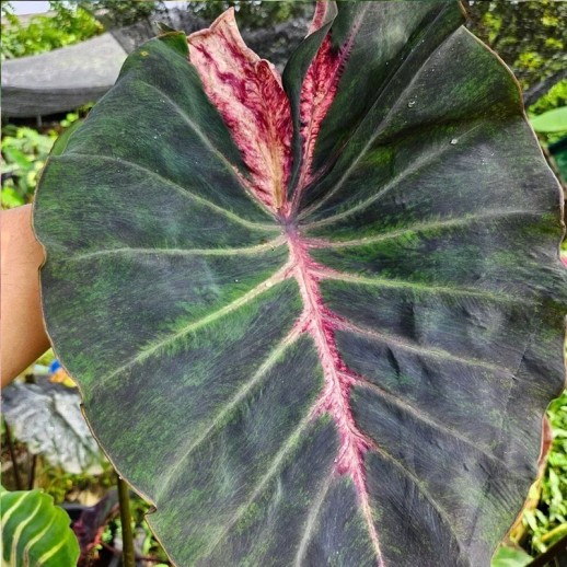 colocasia hibrida