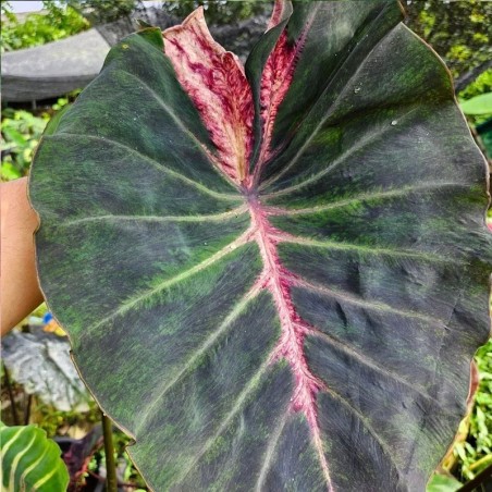 colocasia hibrida