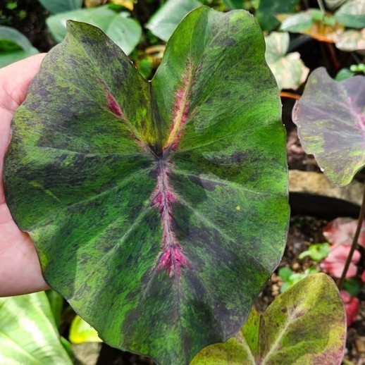 muda de colocasia hibrida