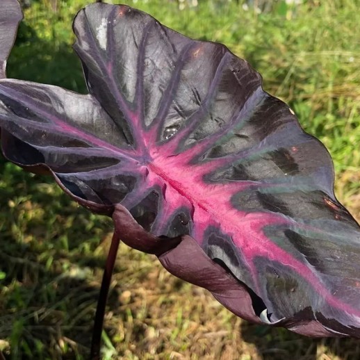 venda de colocasia purple star