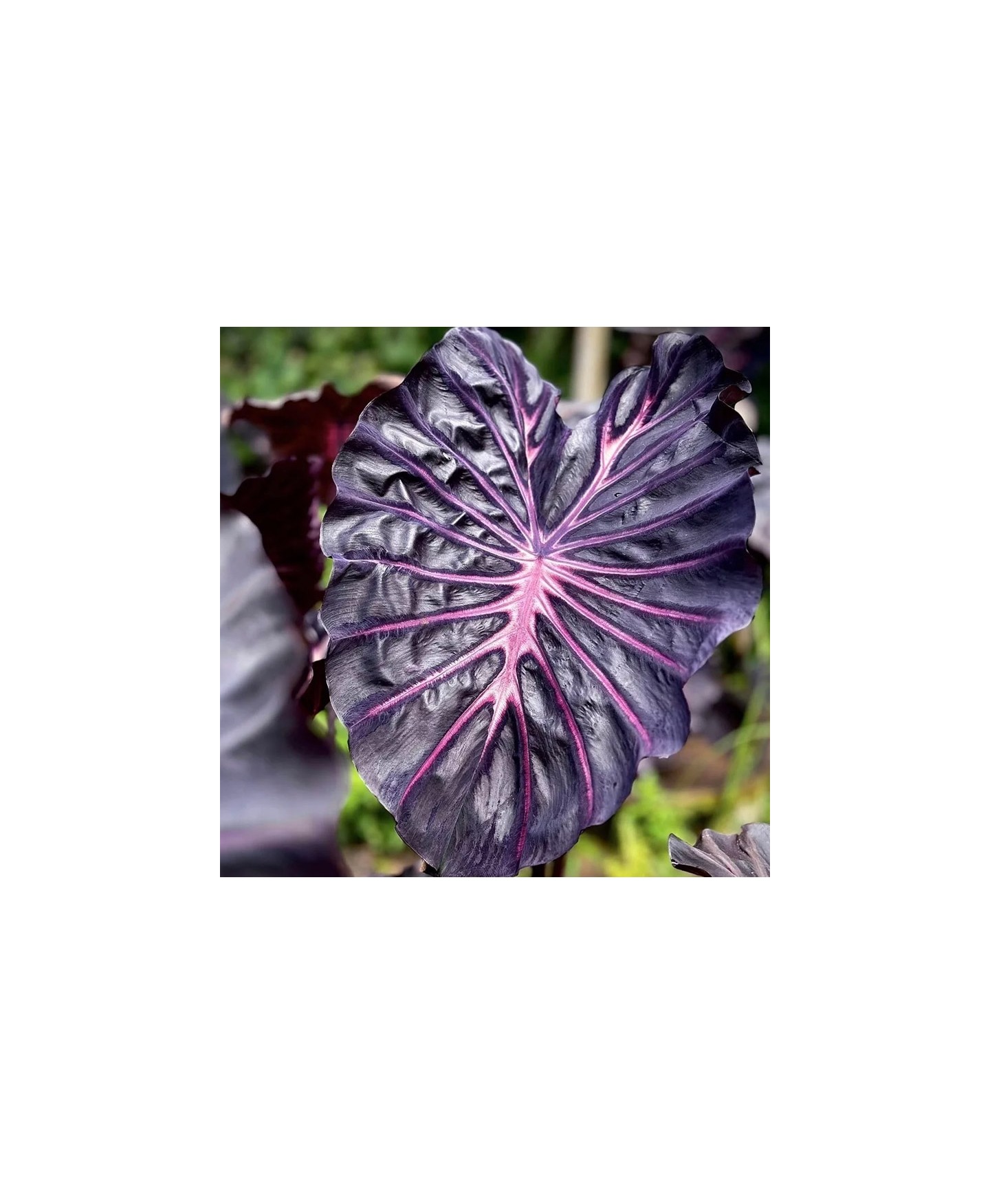 comprar muda de colocasia roxa