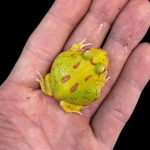 Comprar sapo pacman legalizado