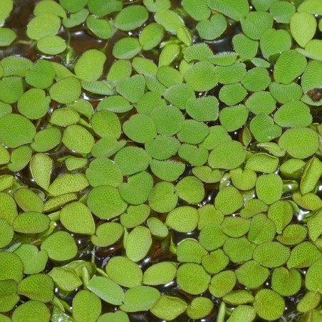 Salvínia Planta Flutuante