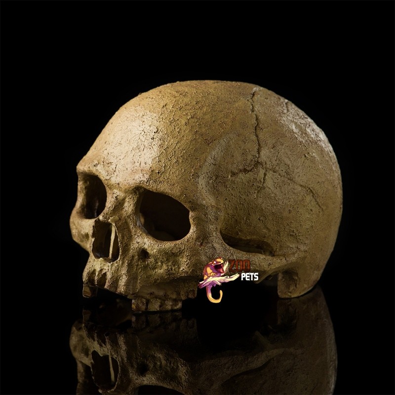 Caveira Realista para Terrários de Répteis