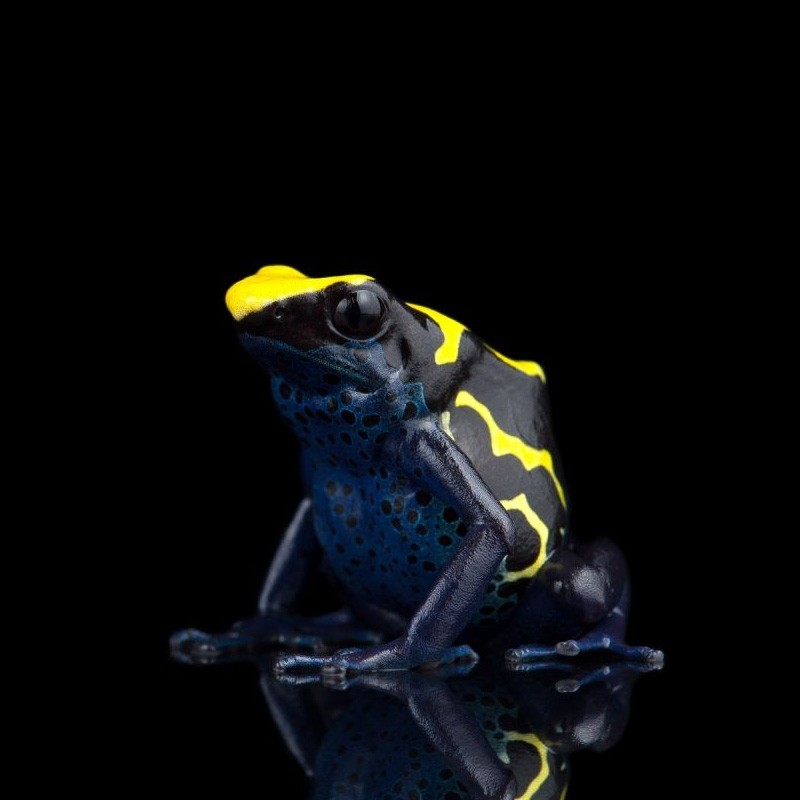 Sapo Dendrobates Legalizado Sapo Dendrobates Legalizado