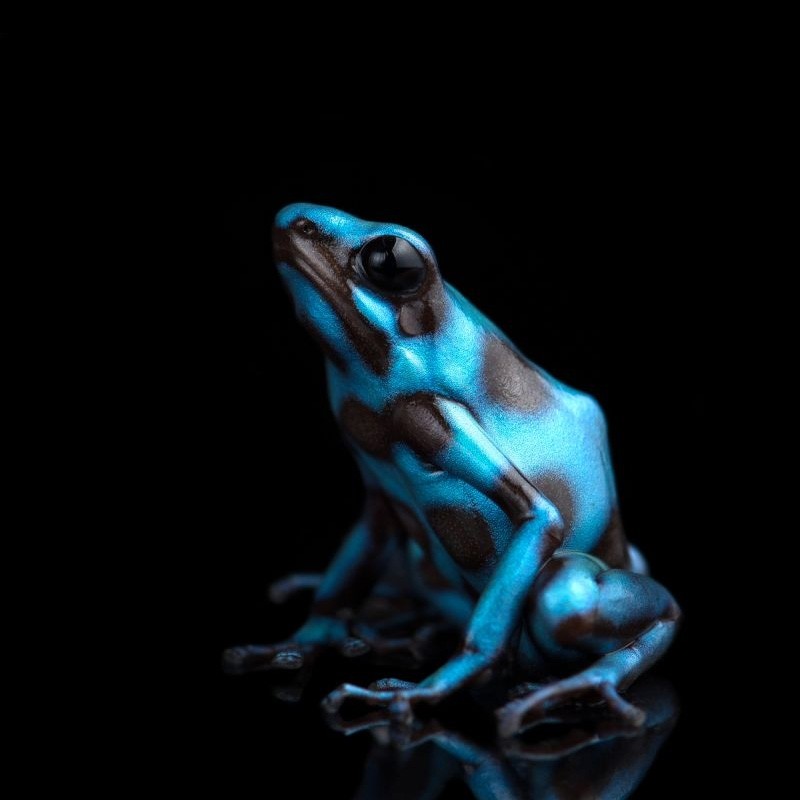 Venda de Dendrobates Sapo Legalizado Venda de Dendrobates Sapo Legalizado
