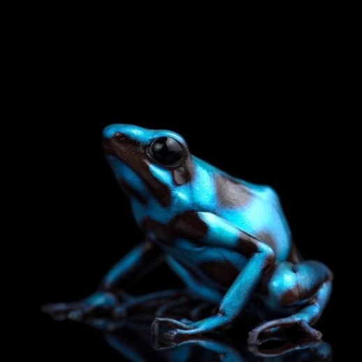 Comprar Sapo Dendrobates Comprar Sapo Dendrobates