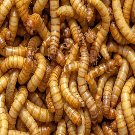 Larvas de Tenébrio Molitor