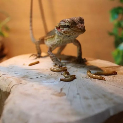 Larvas de Tenébrios para Pogona