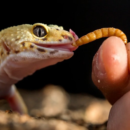 Larva de Tenébrio Molitor