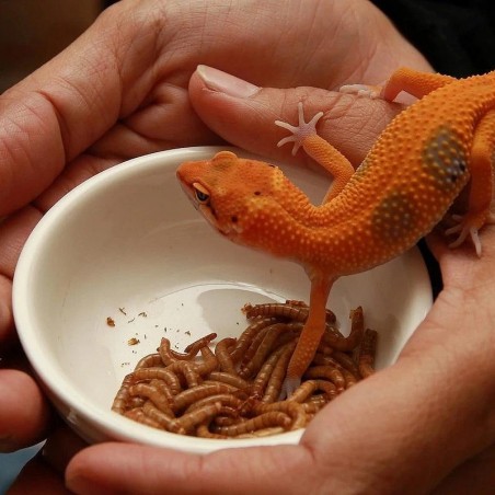 Leopard Gecko com Larvas de Tenébrios