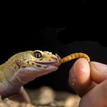Larva viva de Tenébrio