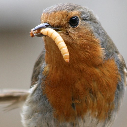Larvas de Tenébrios para Passarinho