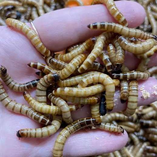 Larvas de Tenébrios Gigantes