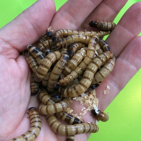 Venda de Larvas Vivas de Tenébrios