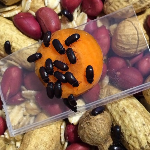Besouro do Amendoim Alimento Vivo