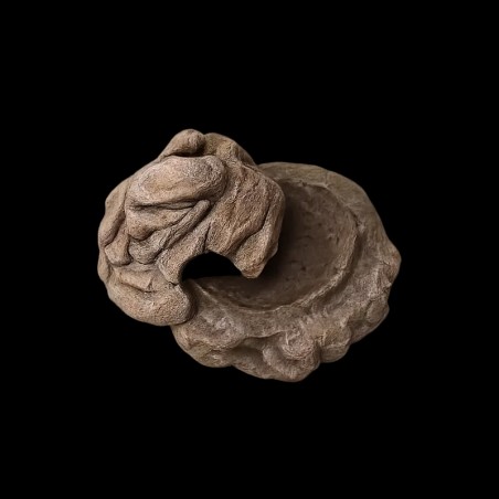 toca úmida répteis