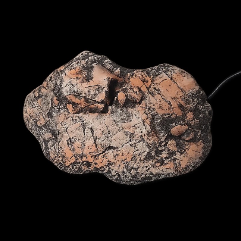 Pedra aquecida réptil