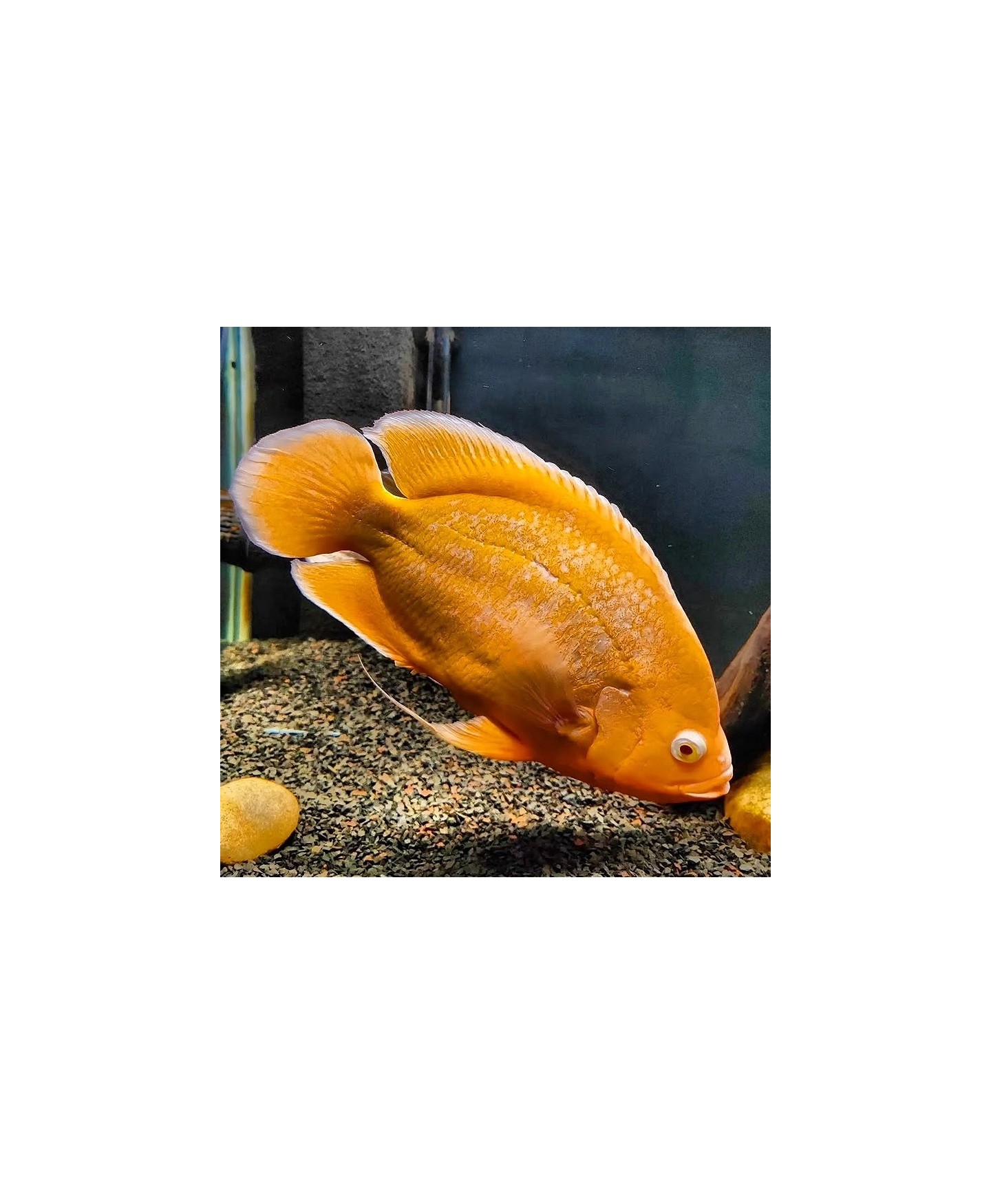 Peixe Oscar Vermelho