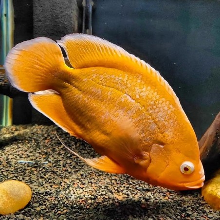 Peixe Oscar Vermelho