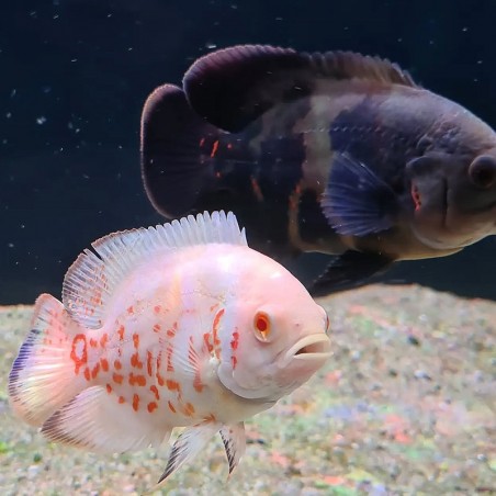 Peixe Oscar Red Tiger Albino