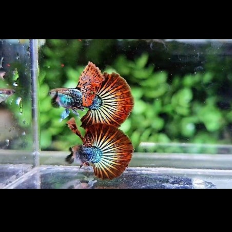 Peixe Guppy Red Dragon Halfmoon