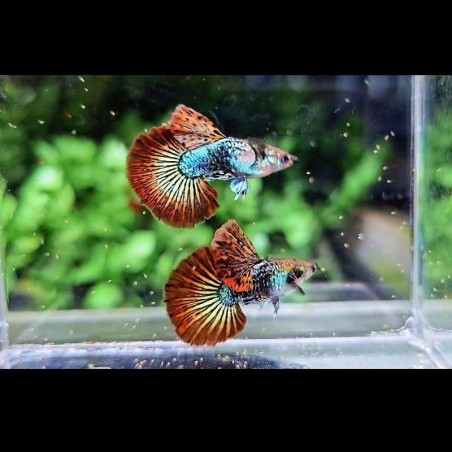 Peixe Guppy Dragon