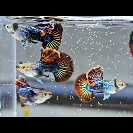 Peixe Guppy SS Red Dragon
