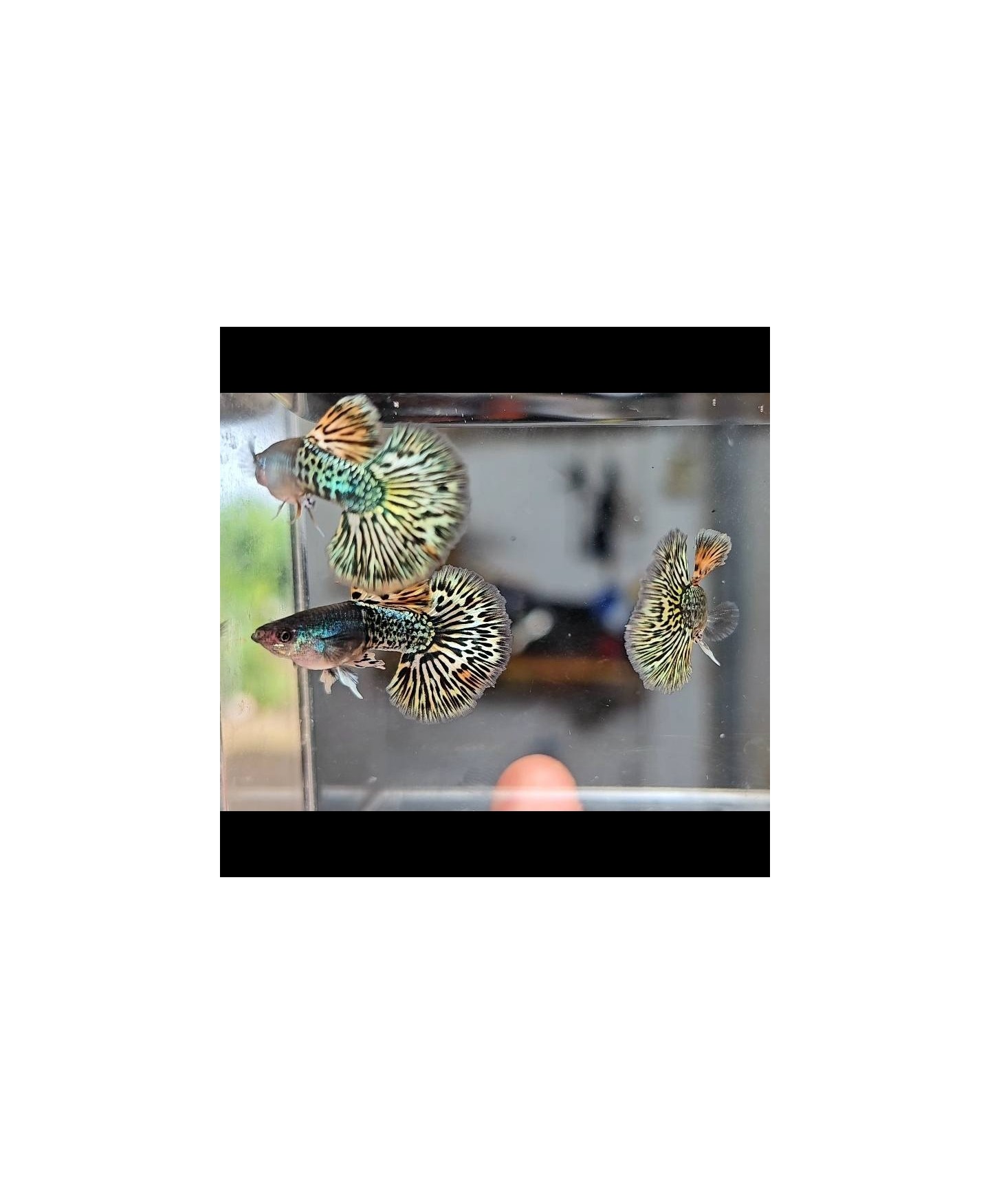 Peixe Guppy - Metal Yellow Dragon