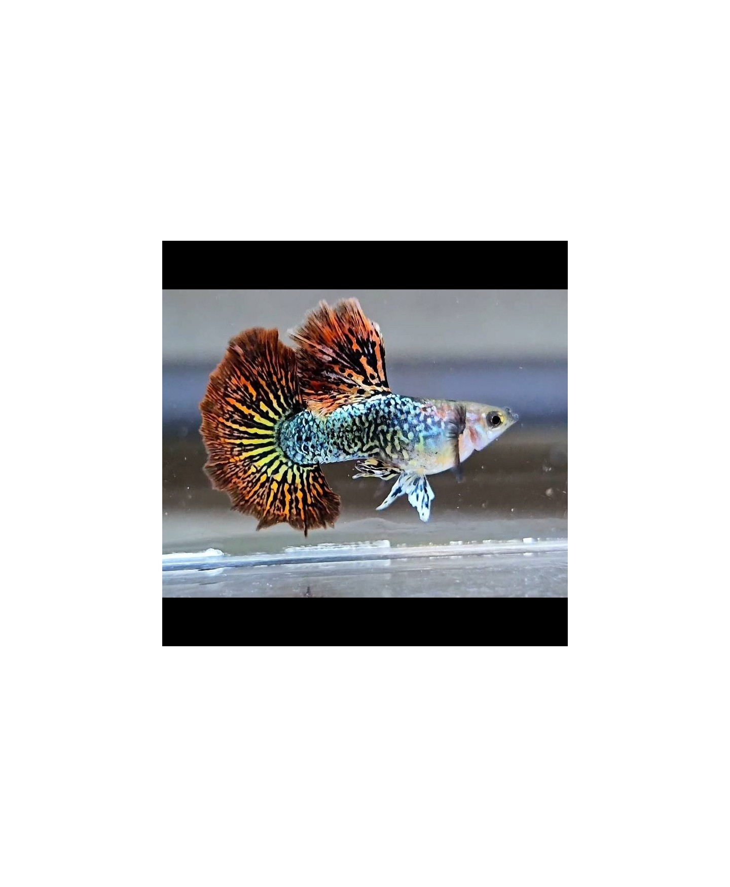 Peixe Guppy Red Dragon BDS Halfmoon