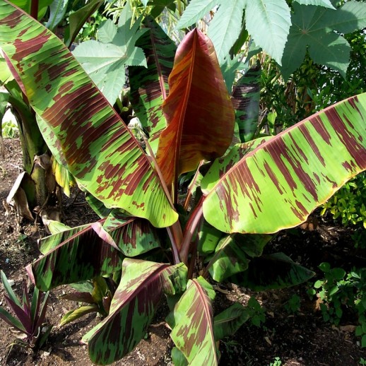 Muda Bananeira Red Tiger Musa Sikkimensis