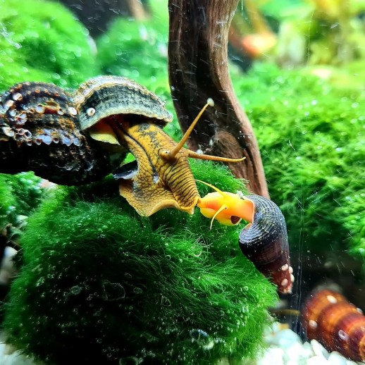 comprar caramujo tylomelania