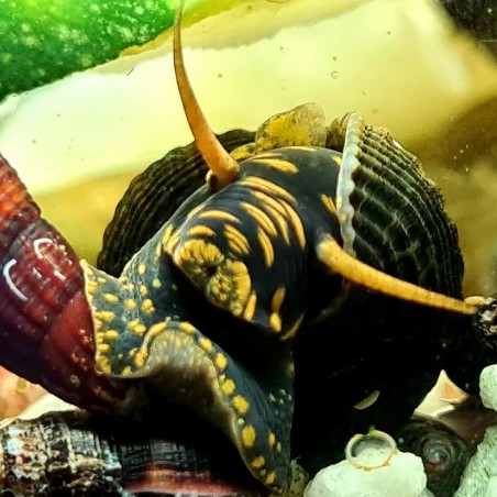 Caramujo Tylomelania Spoted