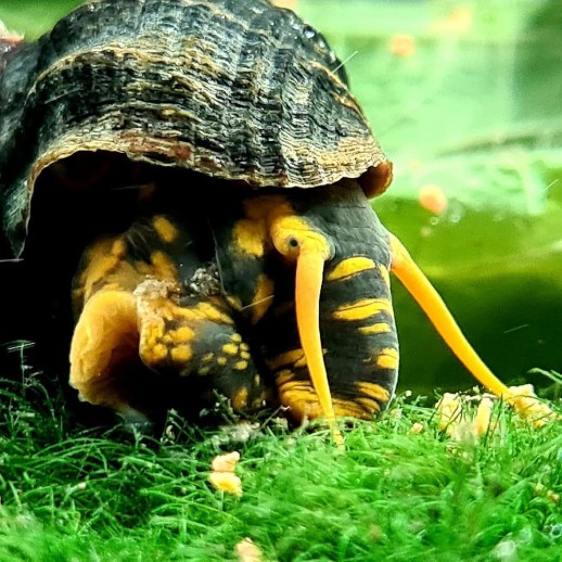 Tylomelania Spoted Yellow