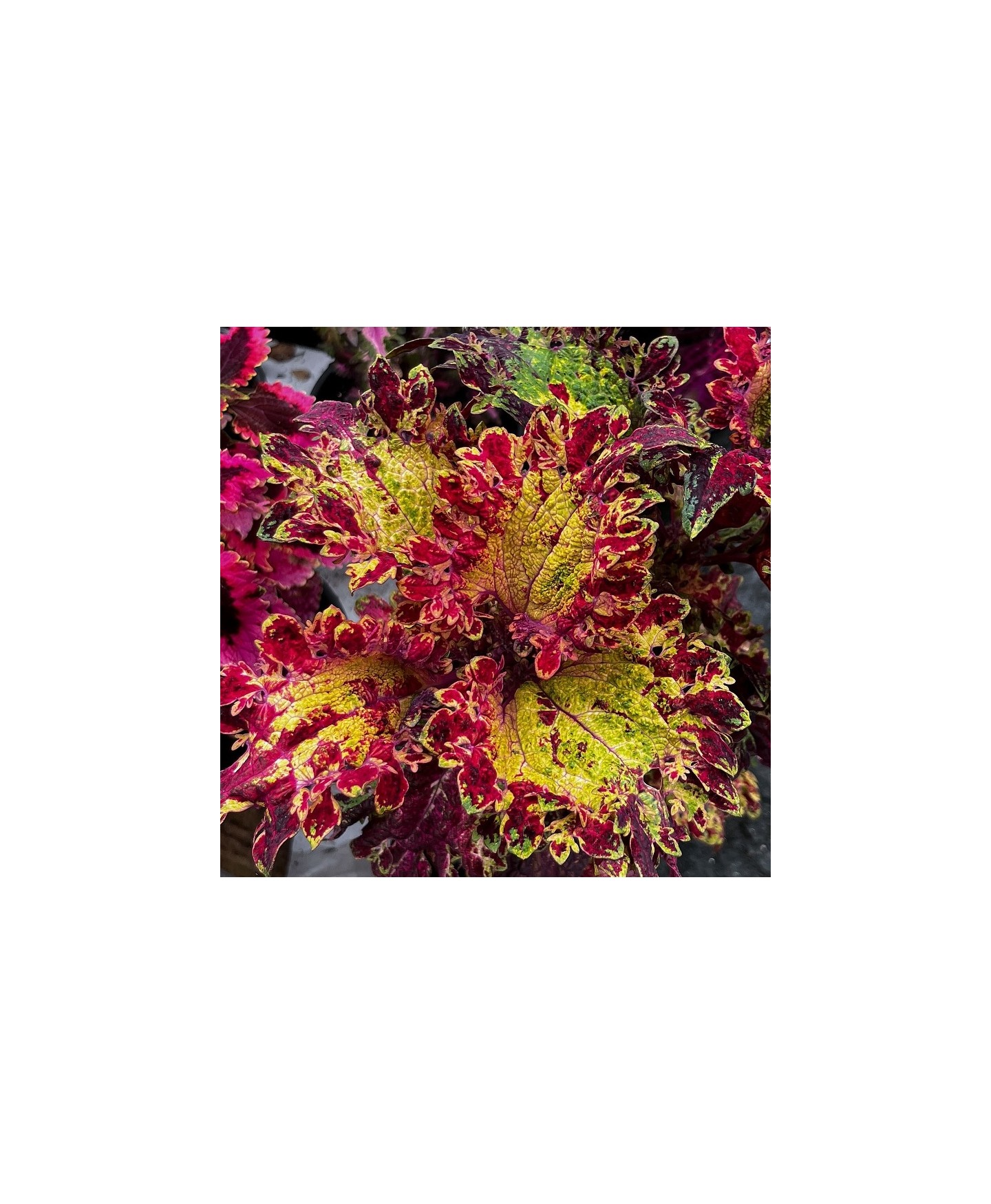 Muda de coleus amarelo