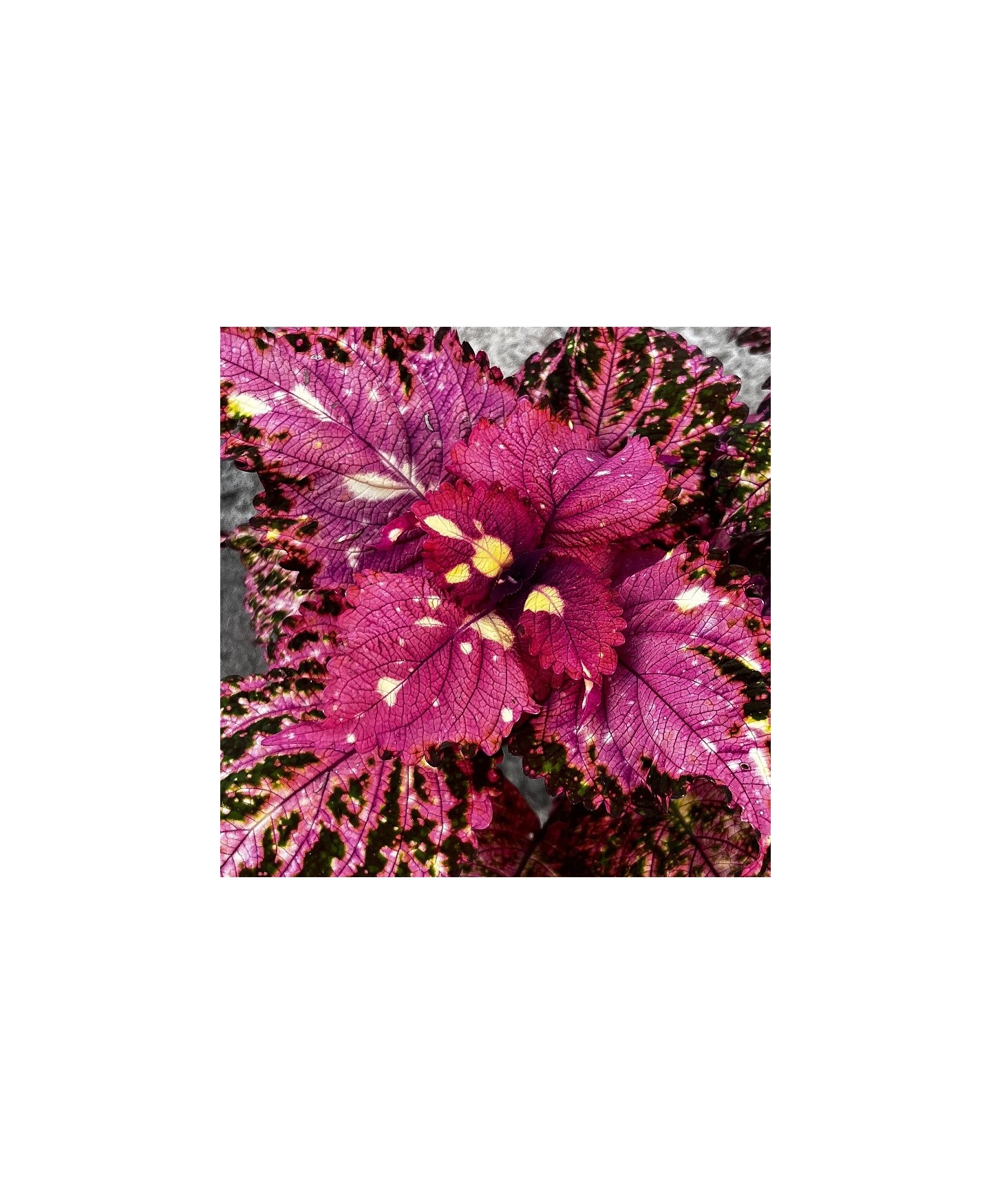Coleus amarelo e rosa