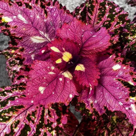 Coleus amarelo e rosa