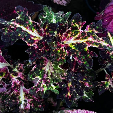 Planta Coleus tricolor